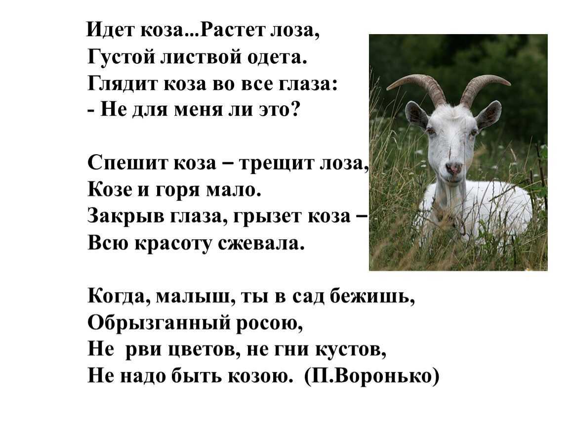 К чему снится коза. сонники про белых коз во сне женщины