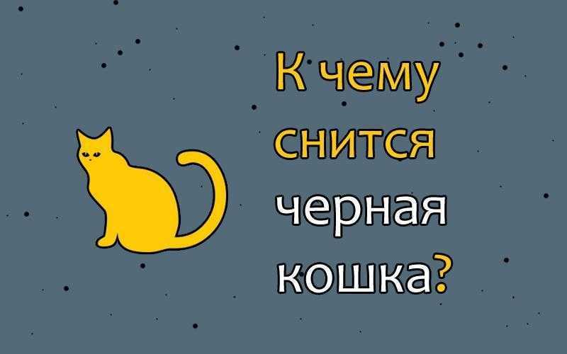 К чему снится чёрный котёнок? основные толкования - к чему снится чёрный котёнок: будьте бдительны! - автор екатерина данилова - журнал женское мнение