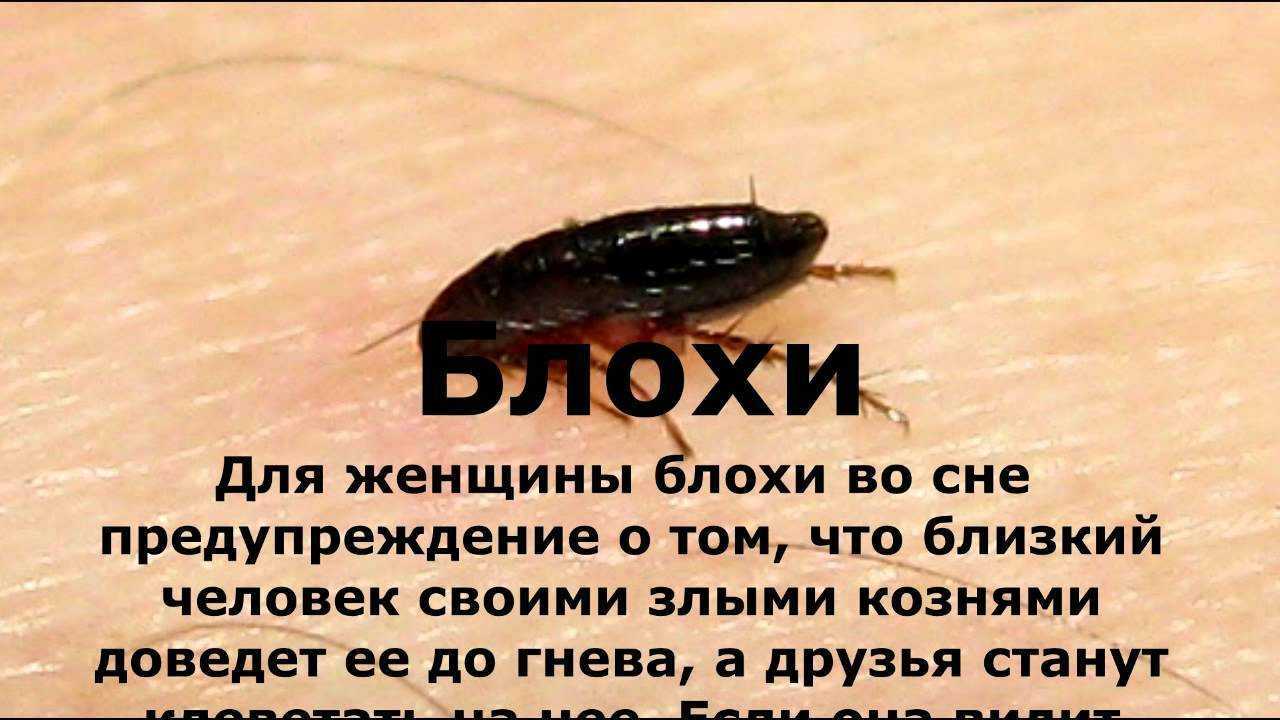 К чему снятся вши и блохи: что предвещают гниды на волосах человека во сне, встреча с блохастым котенком или собакой