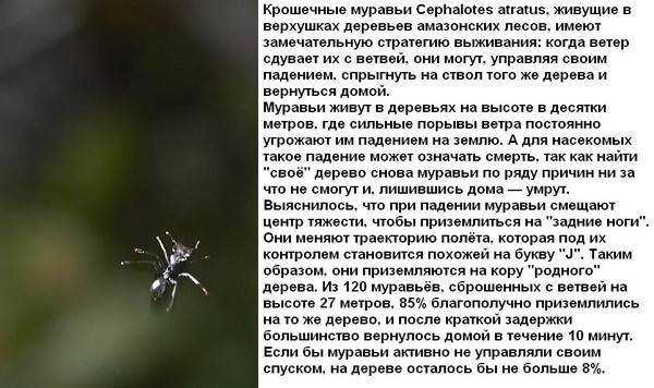 Что означают во сне муравьи 🐜 — толкования по 42 ❗ сонникам: к чему снится мужчине или женщине видеть муравейник или много насекомых в доме или на теле