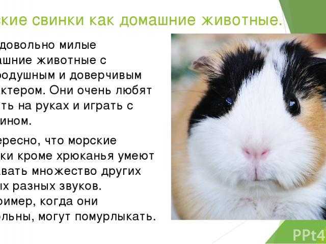 К чему снится морская свинка: большая, маленькая, больная, щенок и многое другое