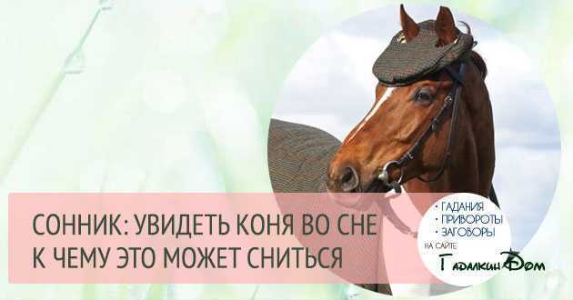 Сонник черная лошадь  приснилась, к чему снится черная лошадь во сне видеть?