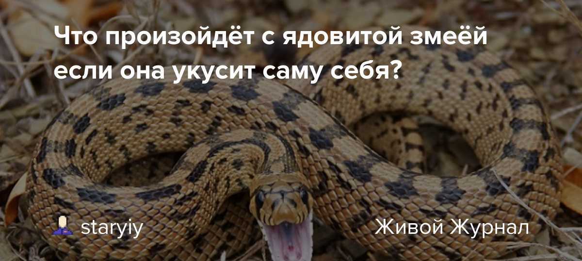 К чему снится змея во сне укусила: женщине, беременной, мужчине и умереть