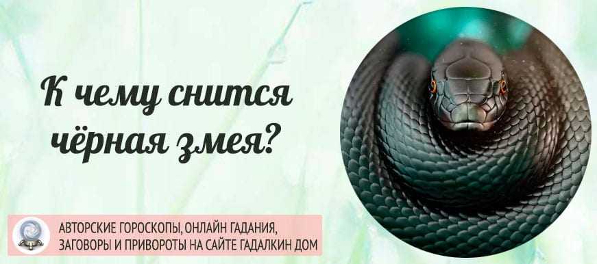 Если приснились большие и маленькие змеи толкования и сонники, убить аспида, что это значит