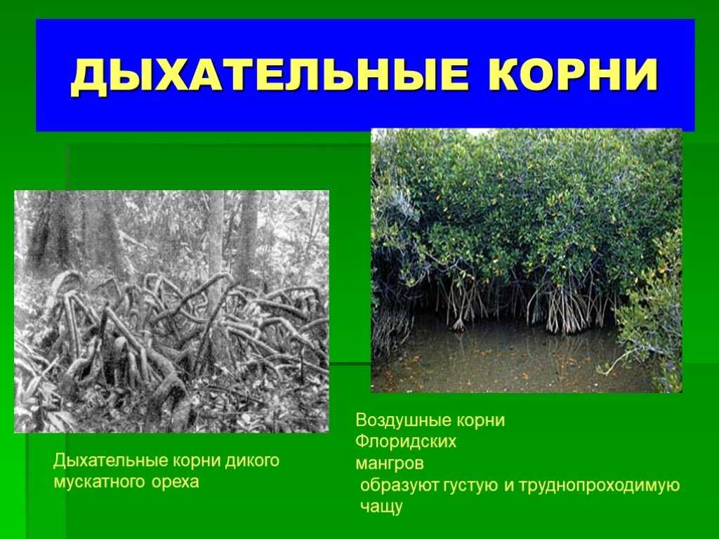 К чему снится корни? толкования по разным сонникам | все сонники онлайн
