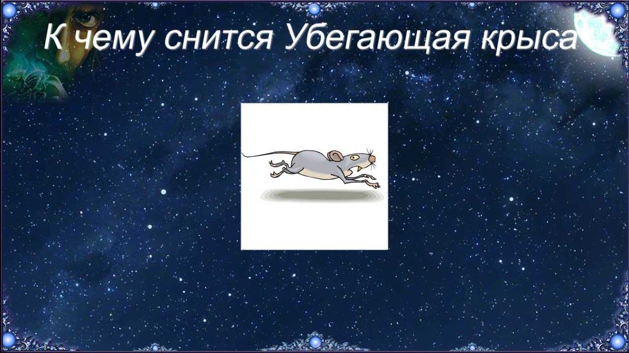 К чему снится давить крыс во сне - по всем сонникам