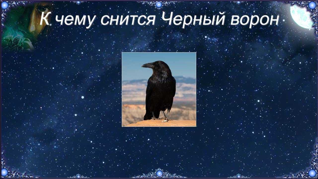 К чему снится ворон: черный, белый, мертвый, кружащая стая