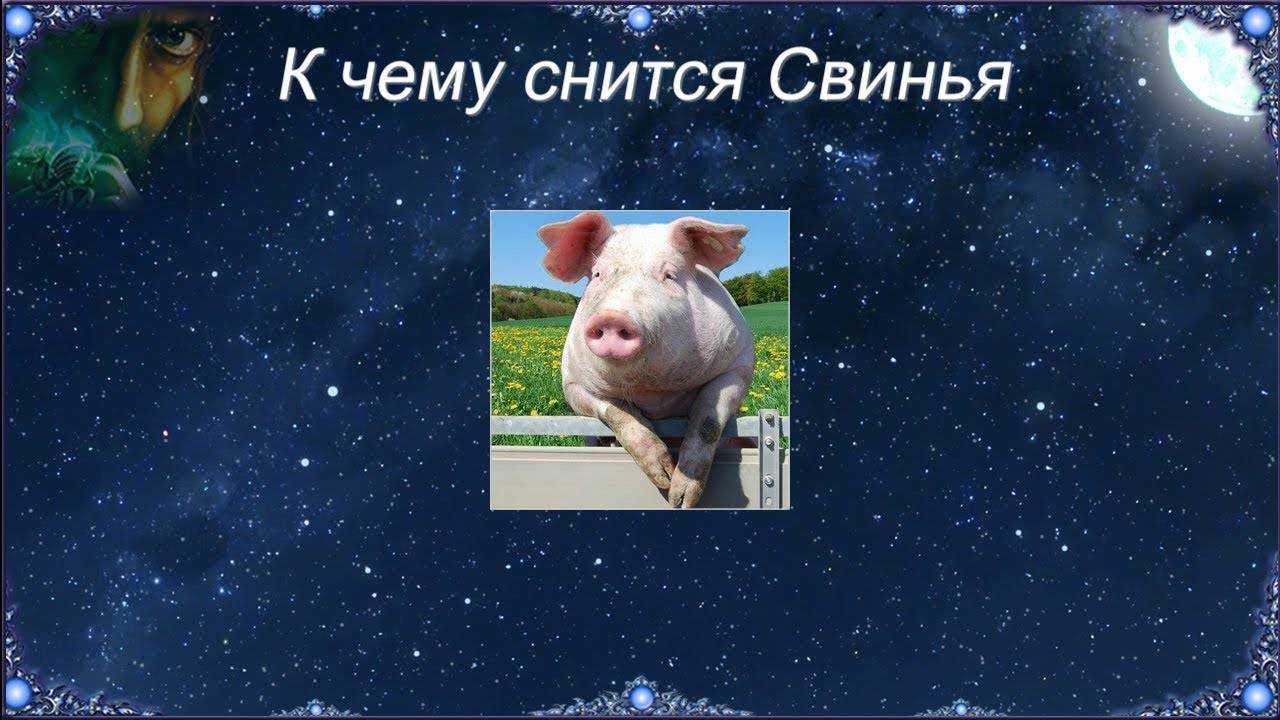 К чему снится свинья - значение сновидения для женщины