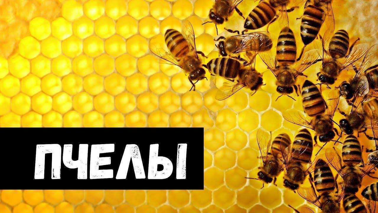 К чему снятся пчелы: много пчел, пчелы кусают во сне.
