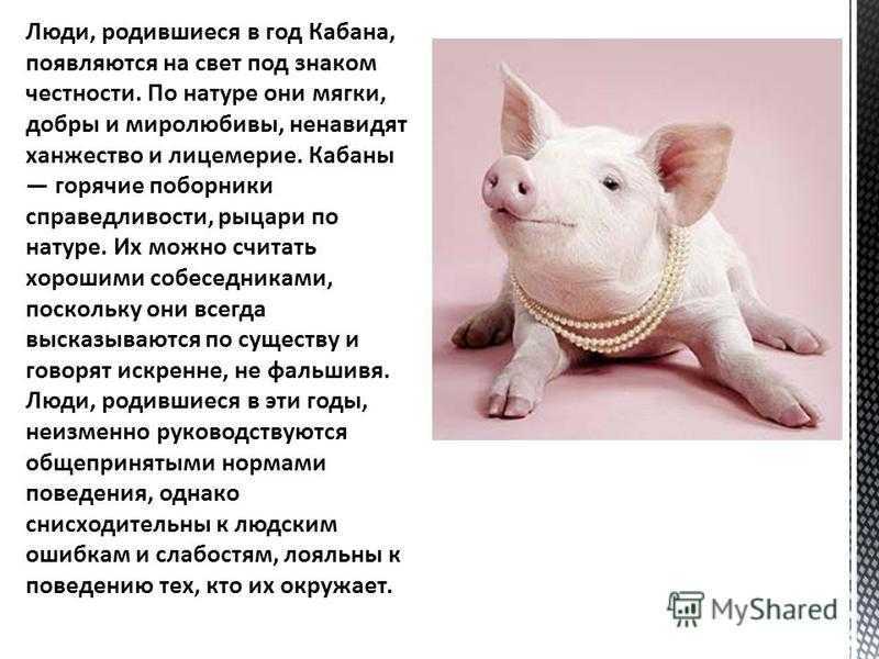 1995 - год какого животного по восточному календарю: характеристика мужчин и женщин, гороскоп совместимости