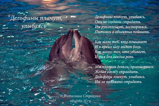 Дельфин — счастливый символ во сне. но всегда ли он снится к добру?