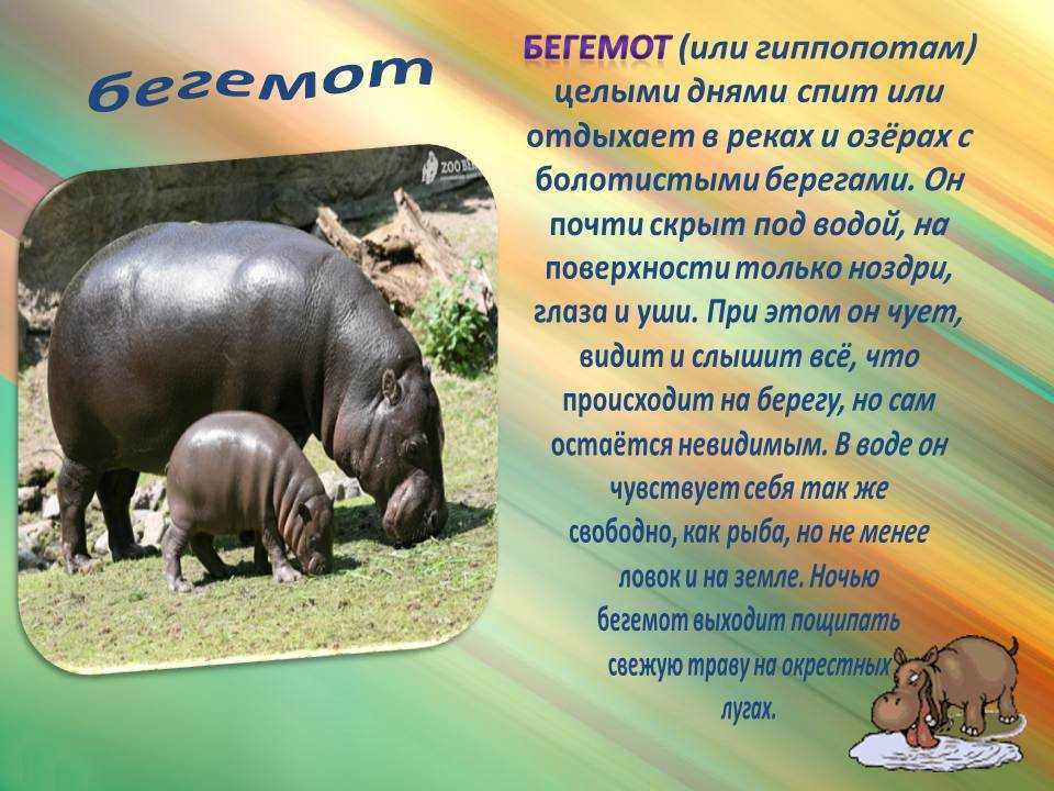 Бегемот (гиппопотам) – основные характеристики, места обитания, питание + 110 фото