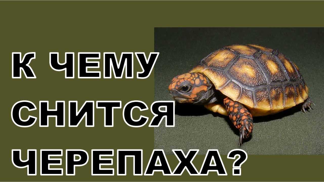 К чему снится черепаха: значение и толкование сна