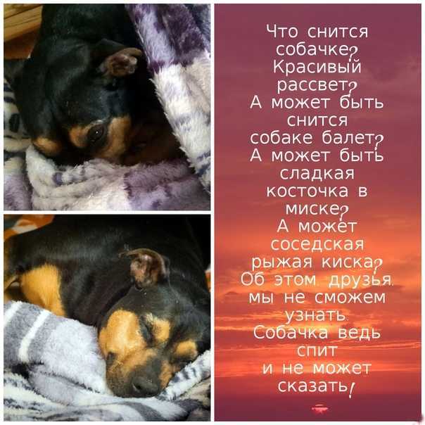 Щенки во сне - к чему снятся щенки по соннику? точные толкования!