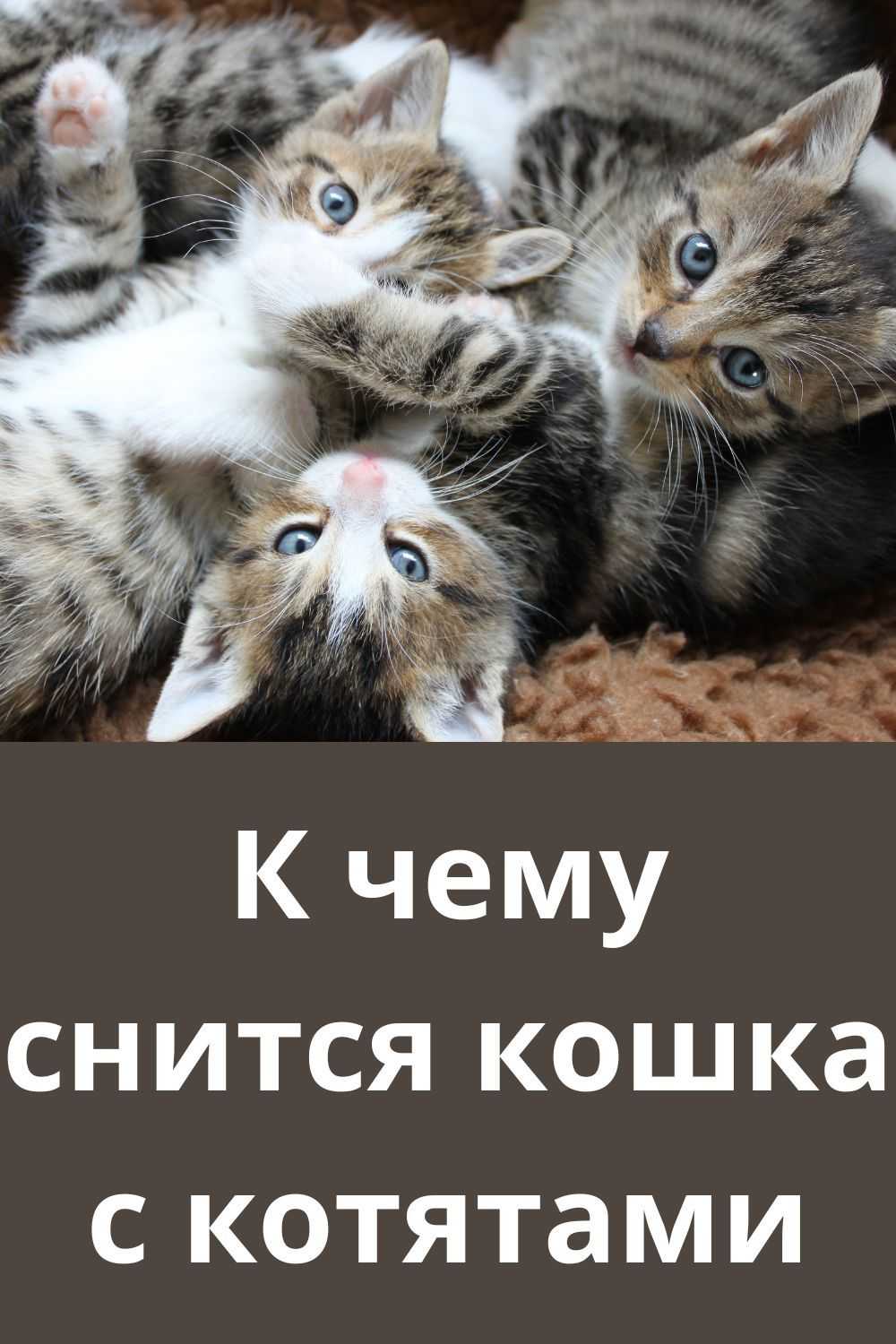 В соннике две кошки – к светлой и теплой любви в отношениях, к гармонии и комфорту Также – символ нового знакомства и взаимоотношений, который окажут