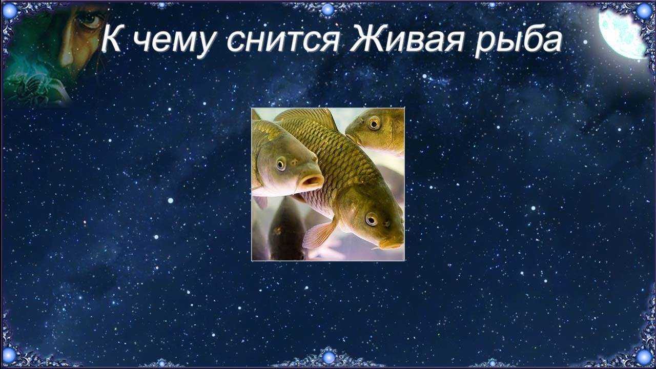 К чему снится много рыбы: щедрые дары от матушки судьбы.- сонник: много рыбы