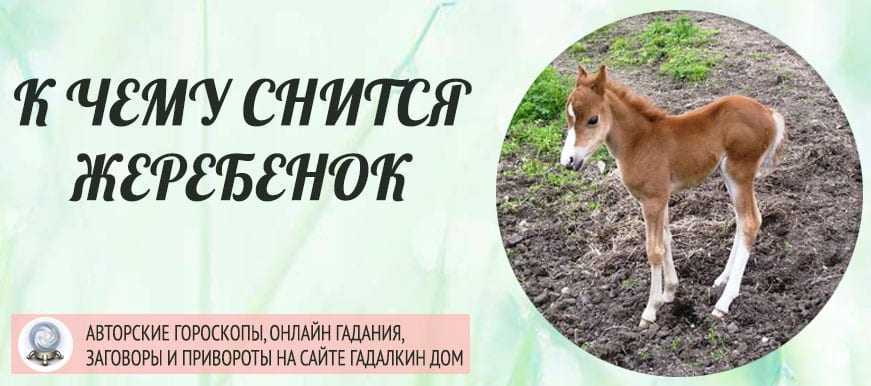 К чему снятся лошади женщине — коричневые, кусаются и бьют копытом