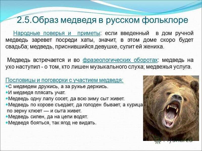 Видеть во сне медведя: толкование по сонникам