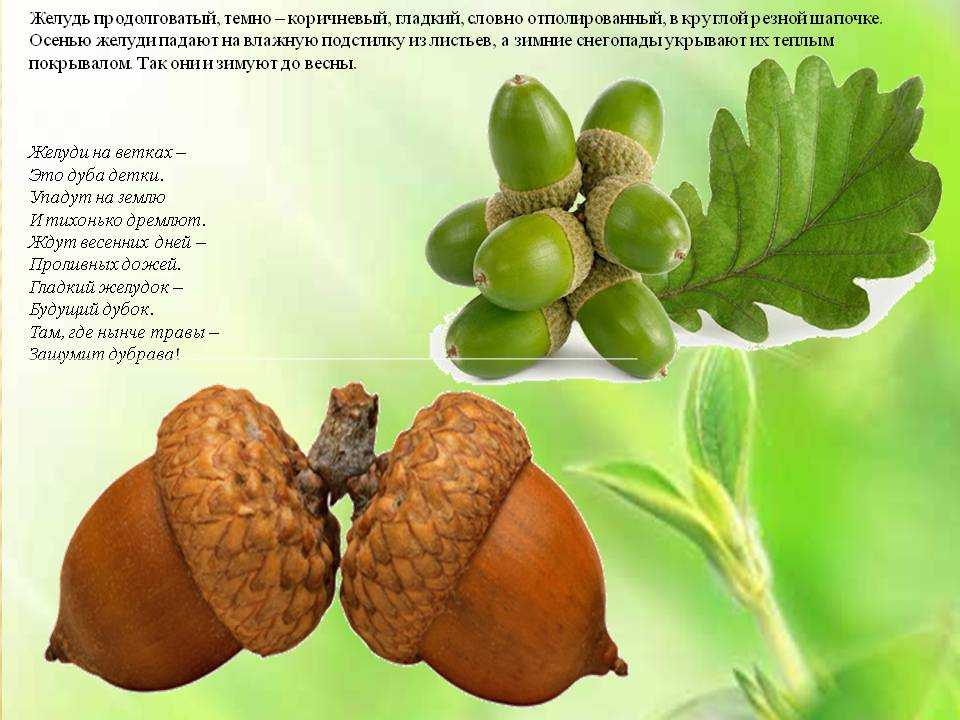 К чему снится желудь. толкование сна про желуди