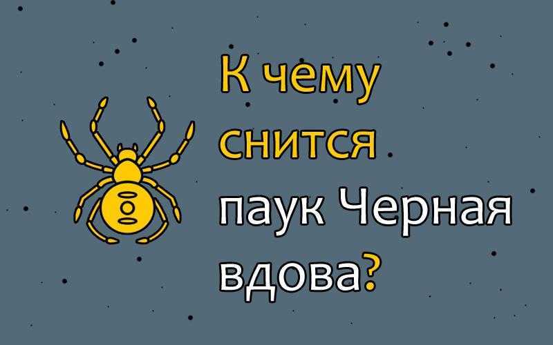 Паук в доме: к чему примета увидеть вечером или ночью, почему появляется много паучков