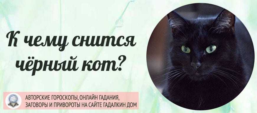 К чему снится котенок