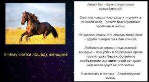 К чему снится лошадь: женщине, белая и др?