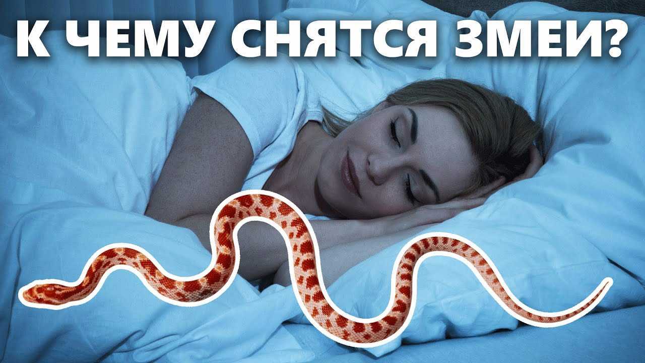 К чему снится мертвая змея — 54 трактовки