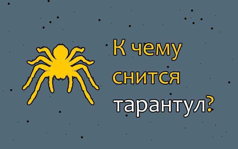 Приметы и суеверия о пауках