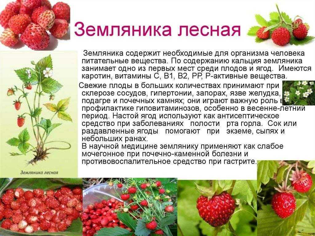 К чему снится собирать, есть, варить или продавать землянику исходя из разных сонников