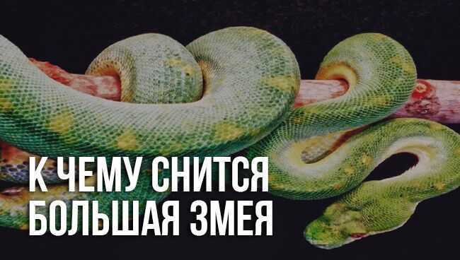 Что означает сон про змею, которая кусает — 35 точных толкований