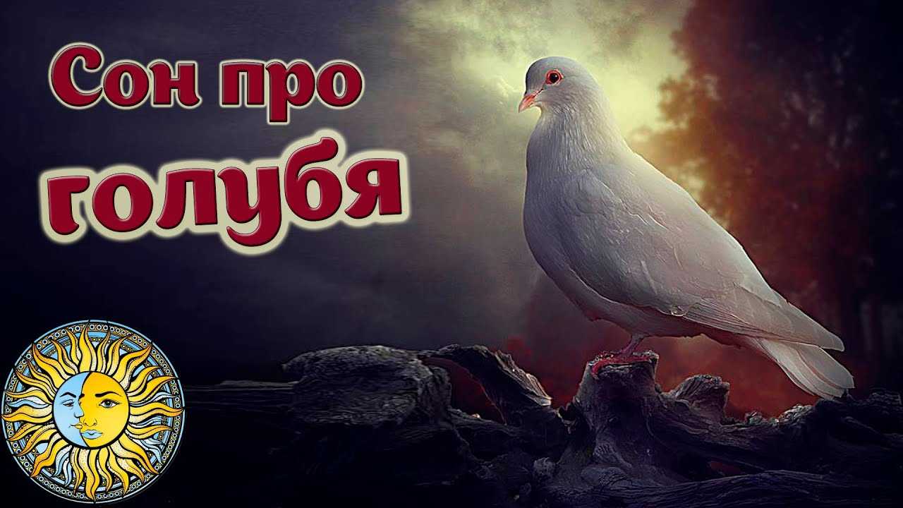 К чему снятся голуби - толкование сна в зависимости от подробностей