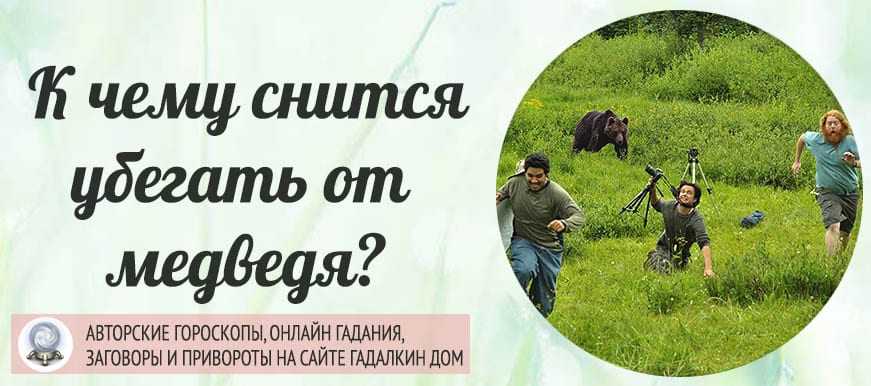 К чему снится, что за тобой во сне гонится медведь — толкований по 41 соннику