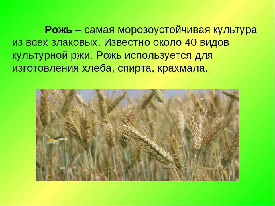 К чему снится рожь поле
