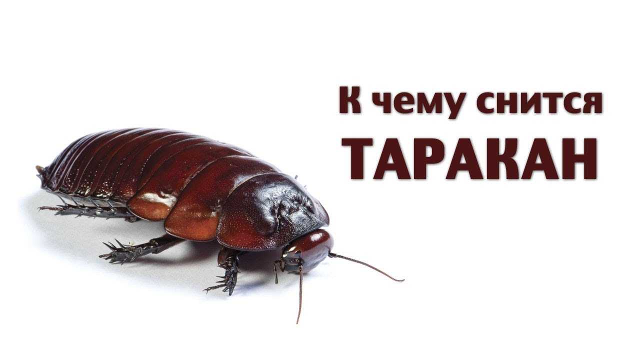 К чему снятся тараканы - 78 толкований