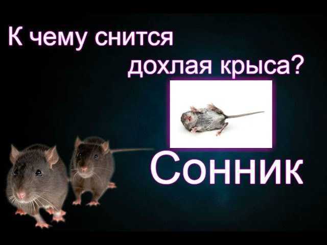 К чему снятся крысы: значение сна по соннику для женщин и мужчин