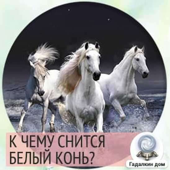Жеребец во сне: толкование снов о коне