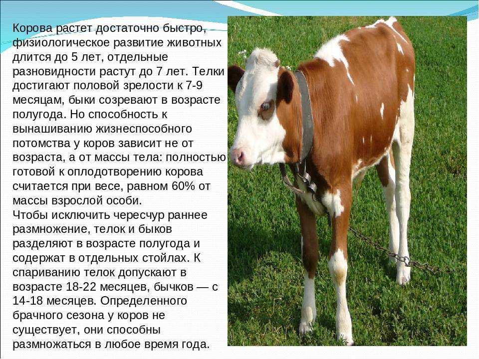 К чему снится корова Толкование значения сна в различных сонниках для мужчин и женщин с учетом подробностейкакого цвета была корова черная, белая, рыжая, пятнистая, была она с рогами или без, что она делала и другие детали