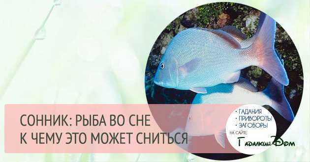 К чему снится живая рыба Толкование значения сна по различным сонникам для мужчин и женщин с учетом подробностей вы видели большую или маленькую рыбу, много или мало, в воде или в аквариуме, и другие детали