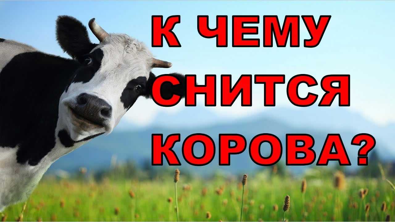 Бодает корова во сне. сонник: бодающая корова, рогатая корова, корова нападает. толкование снов