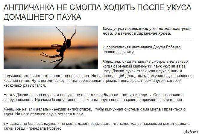 Белый паук является достаточно интересным представителем животного мира, а также неоднозначным символом в ночных видениях Отвечая на вопрос К чему снится