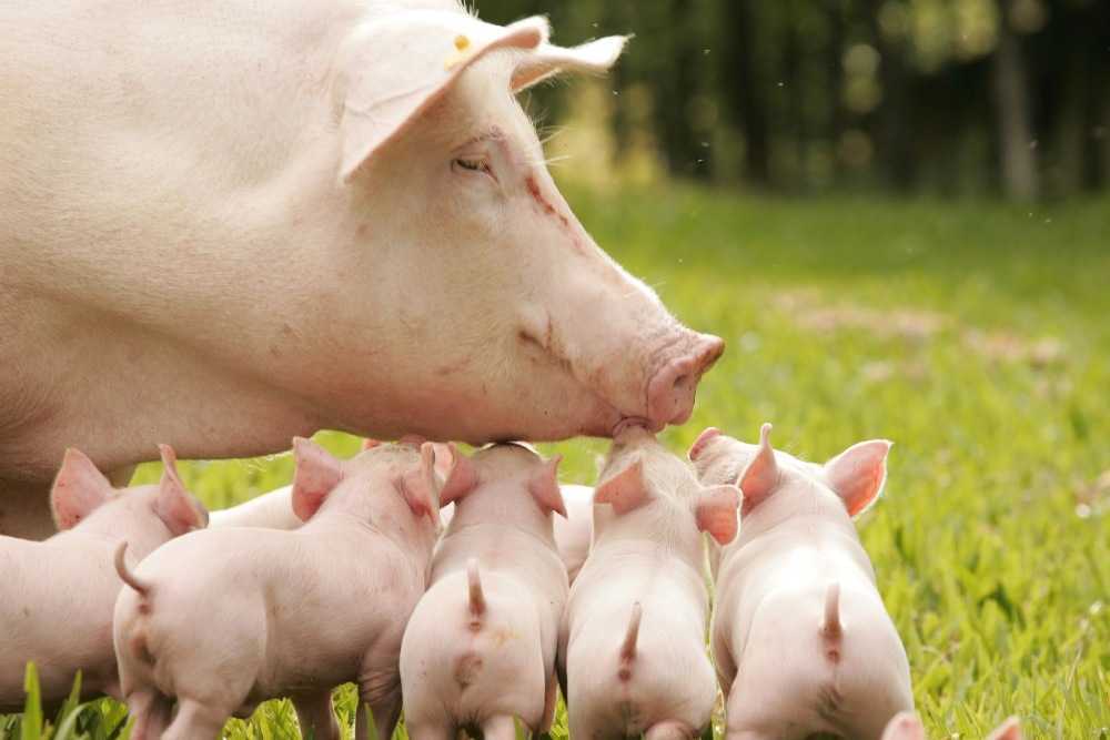 К чему снятся свиньи 🐷 — топ 50 толкований ❗ по сонникам: что означает для мужчины и женщины видеть, убить живых и разделывать во сне много больших и маленьких поросят