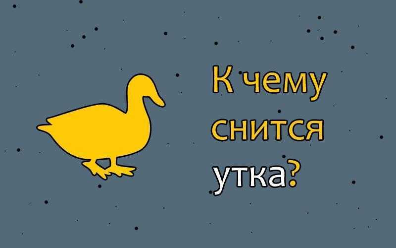 К чему снятся живые утки: девушке, женщине, беременной, мужчине – толкование по разным сонникам