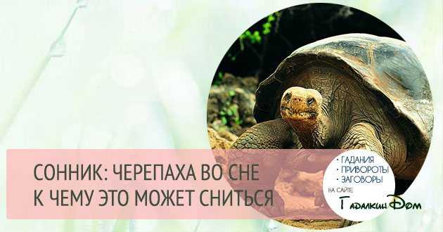 К чему снится черепаха: толкование по всем сонникам