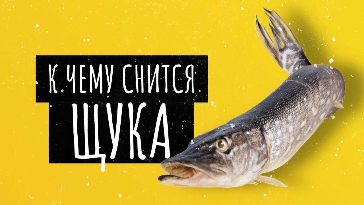 К чему снится щука 🦈во сне, сонник - поймать щуку, толкование снов