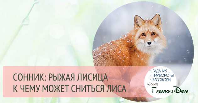 Если Вам снится лиса, значит, вокруг много завистников Вы рискуете стать жертвой мошеннических действий или обмана Воздержитесь от участия в рискованных