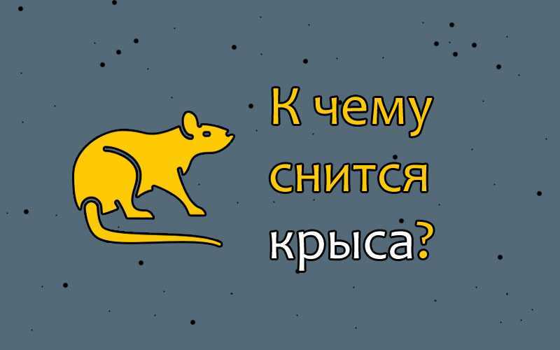 К чему снятся крысы женщинам и мужчинам