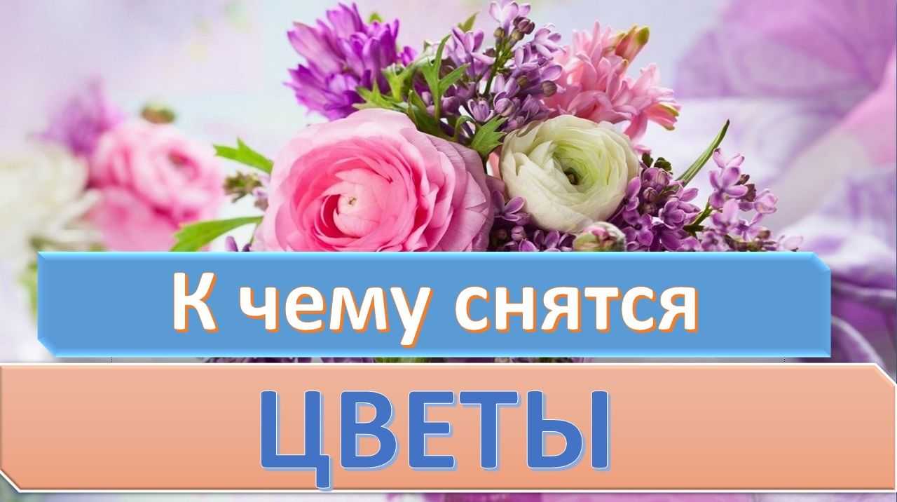 Сонник сирень: к чему снится и что означает сон?