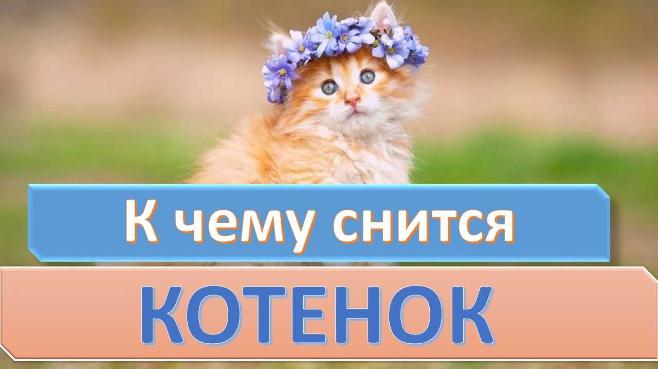 К чему снятся котята и коты: выбор сонника, значение и толкование сна - tolksnov.ru