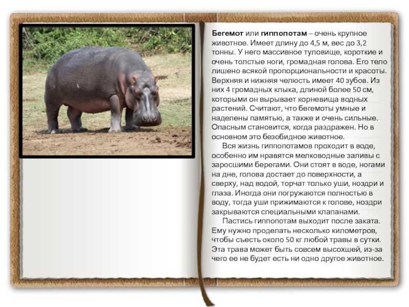 Бегемот: где живёт и чем питается опасное животное, описание и фото