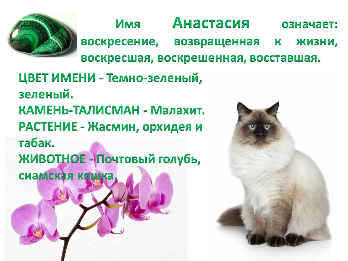 Значение имени анастасия для девочки: какие у нее будут характер и судьба